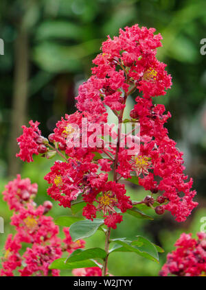 Schönes Rot Lila Blumen im Garten Stockfoto