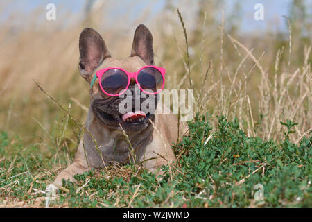 Lustig, süß und glücklich Französische Bulldogge Hund tragen rosa Sonnenbrille im Sommer beim liegen auf dem Boden vor dem Feld Struktur Stockfoto