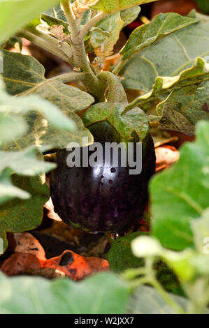 Aubergine Aubergine oder Aubergine Indien, 2019 Stockfoto