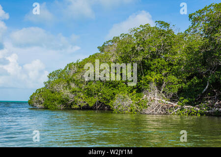 Mangrovenwald los Roques Venezuela Stockfoto