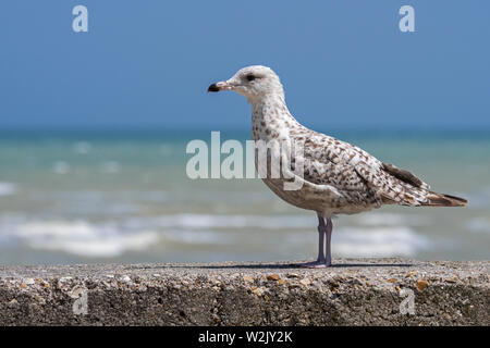 Juvenile europäischen Silbermöwe (Larus argentatus) im zweiten Sommer Gefieder thront auf der Kaimauer im Hafen entlang der Nordseeküste Stockfoto