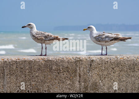 Unreife Europäische Silbermöwe (Larus argentatus) im zweiten und dritten Sommer Gefieder thront auf der Ufermauer entlang der Nordseeküste Stockfoto