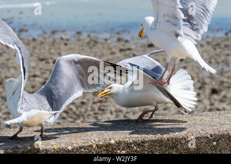 Europäische Silbermöwe (Larus argentatus) Landung auf der Ufermauer im Seaside Resort Stockfoto