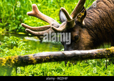 Hoh Regenwald ist in Washington, Vereinigte Staaten von Amerika, Natur, Landschaft, Hintergrund, Wildlife, Elche, Tourismus, Reisen, USA, Nordamerika gelegen, Stockfoto