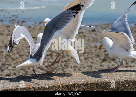 Europäische Silbermöwe (Larus argentatus) kämpfen auf der Ufermauer im Badeort an der Nordseeküste Stockfoto