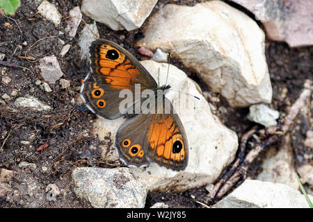 Italien Molise Pesche (Ist) - naturalistische Reserve (lipu) das Reich der Schmetterlinge Stockfoto