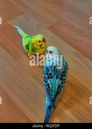 Gelbe und blaue wellenförmige Papageien sitzen auf dem Holzboden Stockfoto