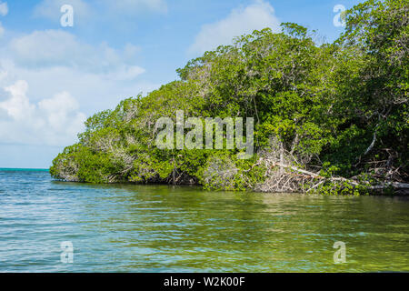 Mangrovenwald los Roques Venezuela Stockfoto