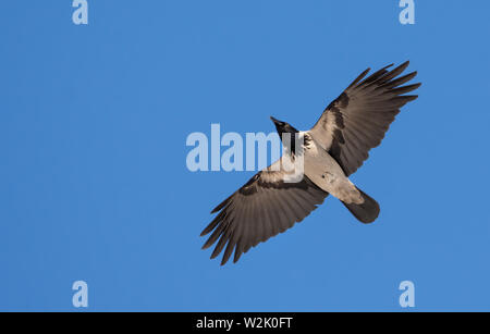 Nebelkrähe fliegt in blauer Himmel mit gestreckten Flügeln Stockfoto