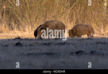 Signalgeber des Schwarzwildes Fütterung im Feld im Frühjahr Stockfoto