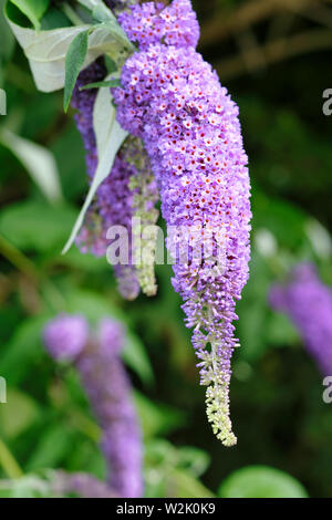 England, UK. Lange Lila Blume spike der Schmetterling Bush (Buddleja davidii) in voller Blüte im Frühsommer in West Sussex. Stockfoto