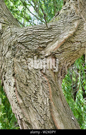 West Sussex, England, UK. Der Stamm eines sehr alten Weeping Willow Tree (Olea europaea). Weidenrinde produziert eine Substanz, die ähnlich wie Aspirin Stockfoto