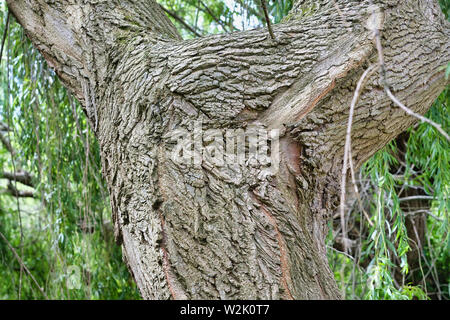 West Sussex, England, UK. Der Stamm eines sehr alten Weeping Willow Tree (Olea europaea). Weidenrinde produziert eine Substanz, die ähnlich wie Aspirin Stockfoto
