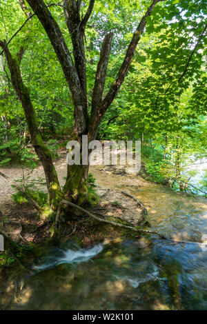 Reines, frisches Wasser von einem kleinen Bach verschwindet in einem Loch im Boden unter einem Baum im Wald an der Nationalpark Plitvicer Seen in Kroatien Stockfoto