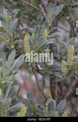 Seidenweide, Seiden-Weide, Seidenhaarige Weide, Salix glaucosericea, seidig Willow, Alpine grau Willow, Le Saule glauque soyeux Stockfoto