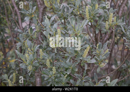 Seidenweide, Seiden-Weide, Seidenhaarige Weide, Salix glaucosericea, seidig Willow, Alpine grau Willow, Le Saule glauque soyeux Stockfoto