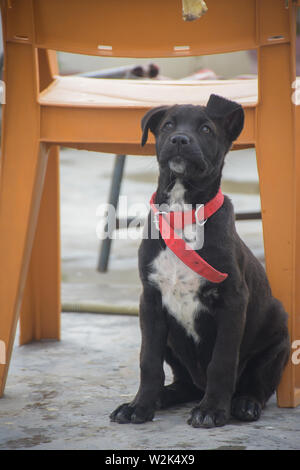 Hund in hat Stockfoto