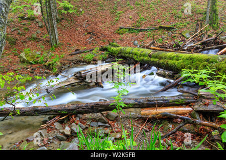 Eine Brücke der nassen bemoosten Protokolle über einem Wald Strom in einem Frühjahr feuchten Wald. Stockfoto