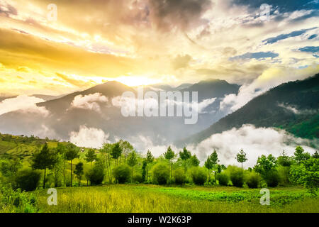 Grünes Feld von Reis in Nepal Stockfoto