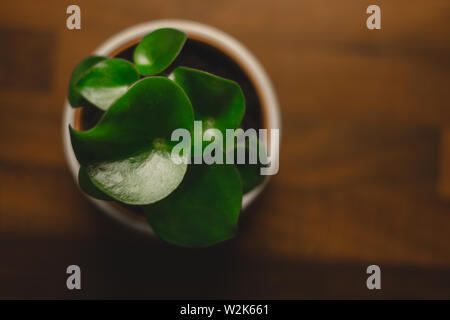 Teardrop geformt Peperomia polybotrya Blätter aus der Vogelperspektive Stockfoto