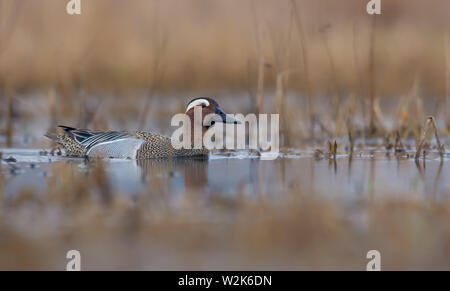 Männliche Krickente schwimmt in gelb gefärbte Spring River mit Pflanzen Stockfoto