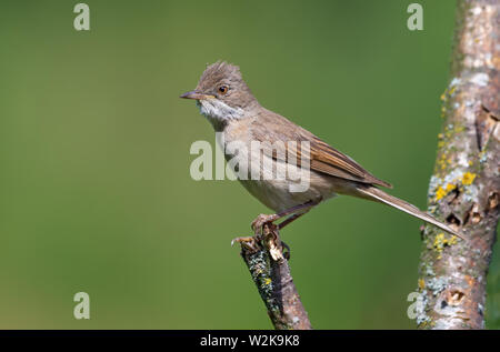 Common whitethroat Frauen oder jungen Vogel auf Zweig mit klaren Hintergrund posiert Stockfoto