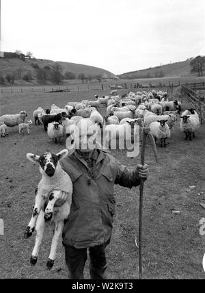 Yorkshire Hirte und seine Schafe in der Herde bei thixendale Ryedale Viertel von North Yorkshire, England. Stockfoto