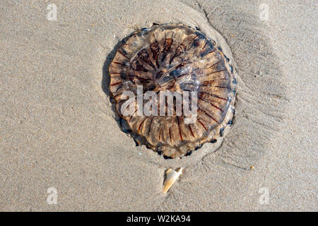 Runde Quallen gewaschen an Land und im Sand liegend Stockfoto