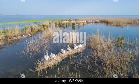 dalmatinische Pelikane (Pelecanus Crispus) im Donaudelta Rumäniens. Luftbild mit Drohne. Stockfoto
