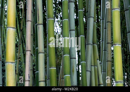 Detail der grüne Zweige von alten und jungen Bambus Bäume im Park Stockfoto
