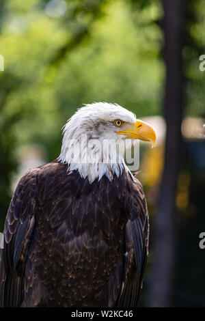 Weißkopfseeadler mit meliert Haupt Seite Stockfoto