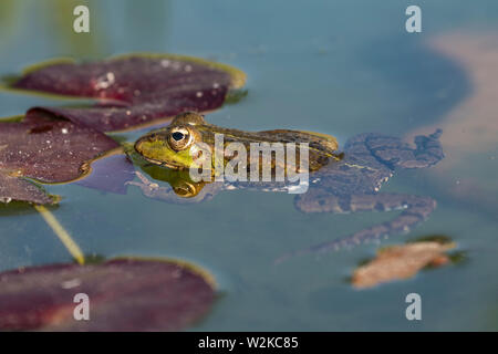 Iberischen grünen Frosch (Pelophylax perezi), zwischen nenufar Blätter Stockfoto