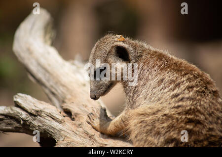 Erdmännchen, sitzend auf einem Zweig und nach unten schauen. Stockfoto