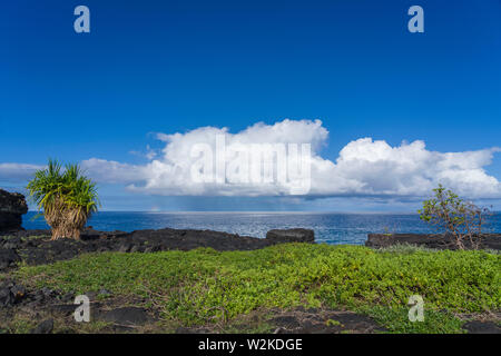 Lauhal, naupaka und Noni Baum auf Lava Shoreline in Pu'uhonua O Honaunau NP in South Kona, HI Stockfoto