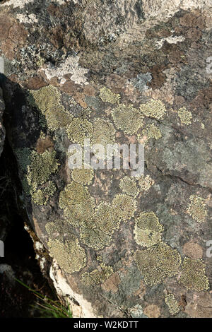 Auf Rock, Huisinis, Isle of Harris, Schottland, Uk Flechten Stockfoto