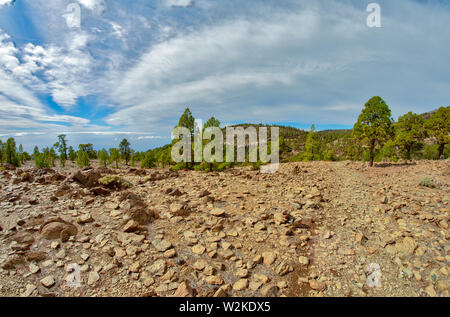 Berge in der Nähe von Nationalpark Teide. Alte Pinien Wald. Gebogen, knorrigen alten Kiefern, trocken gefallenen Baumstämme und Äste. Teneriffa, Kanarische Inseln, Wellness Stockfoto