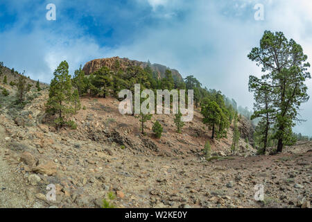 Berge in der Nähe von Nationalpark Teide. Alte Pinien Wald. Gebogen, knorrigen alten Kiefern, trocken gefallenen Baumstämme und Äste. Teneriffa, Kanarische Inseln, Wellness Stockfoto