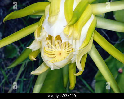 Semi - große Blume einer Königin der Nacht eines Selenicereus grandiflorus eingeschlossen. Die frontale Bild der blühende Pflanze ist eine Art der Gattung Stockfoto