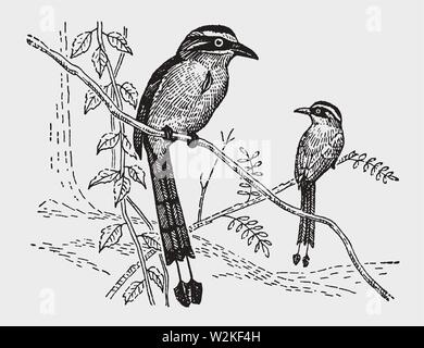 Zwei motmot (momotus) Vögel sitzen auf einem Ast. Abbildung: Nach einem historischen Gravur aus dem frühen 20. Jahrhundert Stock Vektor