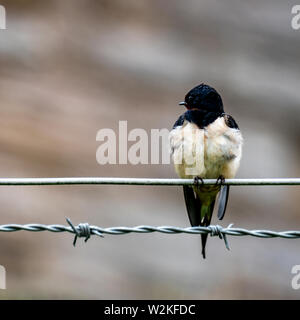 Schlucken (Hirundinidae) hocken auf einem Kabel Stockfoto