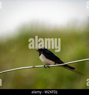 Schlucken (Hirundinidae) hocken auf einem Kabel Stockfoto