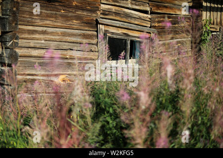 Alte verwitterte Nebengebäude in disrepair in der Abendsonne an verlassenen Gehöft in Ylöjärvi, Finnland sonnt Stockfoto