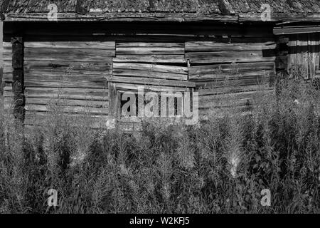 (Willowherbs fireweeds) vor einem alten, verwitterten Scheune in Disrepair an verlassenen Gehöft in Ylöjärvi, Finnland anmelden Stockfoto