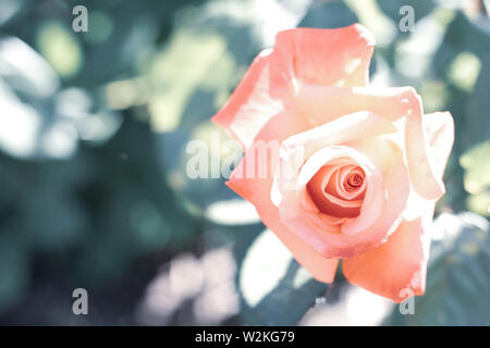 Eine Nahaufnahme von rosa rosa rosa rosa Rose mit grün Blätter Stockfoto