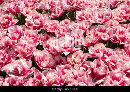 Flower Bed von weißen und rosa Tulpen (Galeata Tulip Esperanto) Stockfoto