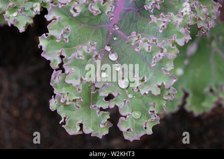 Hohe Oberflächenspannung auf einem kale Blatt perlen Wasser, aka: Der Lotus Effekt Stockfoto