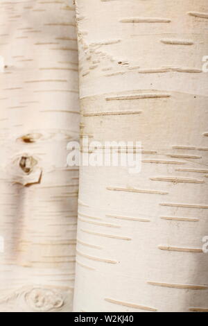 Betula utilis var. jacquemontii 'Doorenbos'. Dekorative Rinde des Himalaya Birke 'Doorenbos' Stockfoto