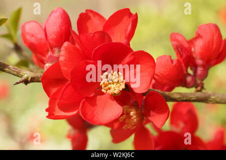 Chaenomeles x superba 'Clementine' japanische Quitte Blüte im Frühling - März. Großbritannien Stockfoto