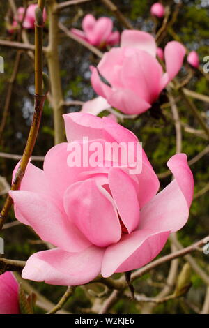 Magnolia sprengeri var. Diva" Copeland Gerichts". Rosa Blüten von Magnolia 'Copeland Gericht" im Frühjahr. AGM. Großbritannien Stockfoto