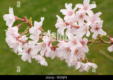 Prunus pendula f. ascendens 'Rosea weinen Kirschbaum in Blüte im Frühjahr. Hauptversammlung Stockfoto